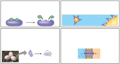 Protein folding and chaperones