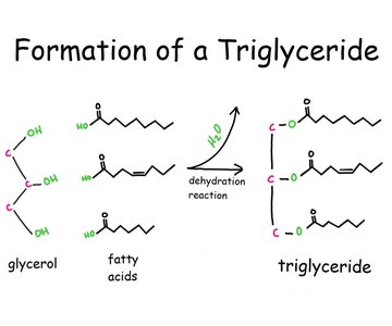 Formation of a triglyceride via dehydration reaction