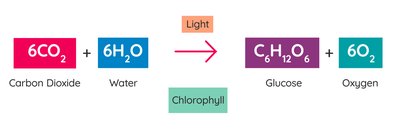 Photosynthesis equation diagram