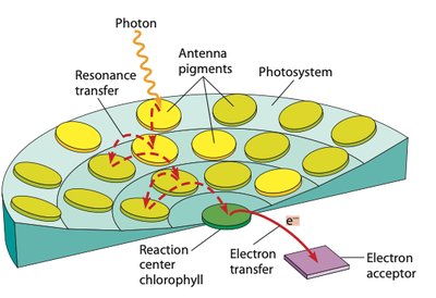 Photosystem and light-harvesting complex structure