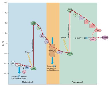 Photosynthetic electron transport chain