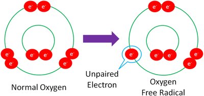Oxygen free radical formation