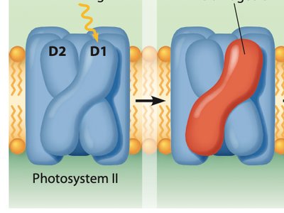 D1 protein damage in PSII