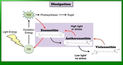 Xanthophyll cycle and energy dissipation