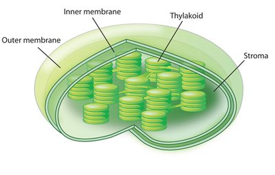 Chloroplast structure diagram