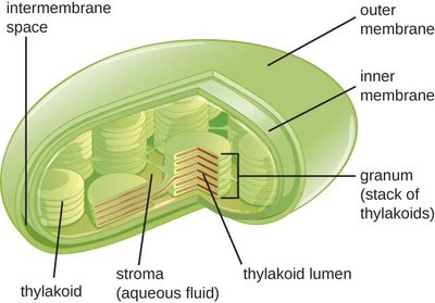 Detailed chloroplast structure with thylakoids and stroma