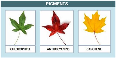 Leaf pigments: chlorophyll, anthocyanins, carotene