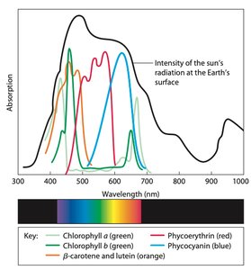 Absorption spectra of photosynthetic pigments