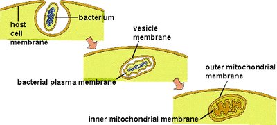 Endosymbiont theory: origin of mitochondria