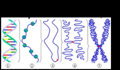 DNA packaging into chromatin and chromosomes