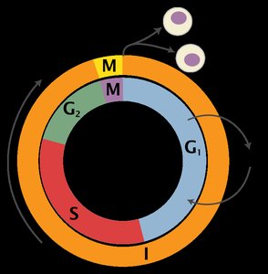 Cell cycle phases: G1, S, G2, M