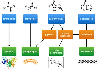 Classes of macromolecules: proteins, lipids, carbohydrates, nucleic acids
