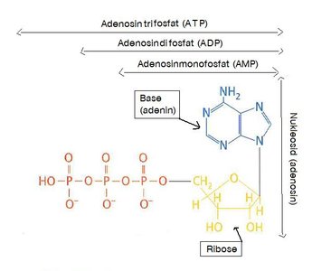 Structure of ATP molecule