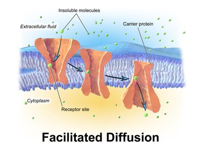 Facilitated diffusion across plasma membrane