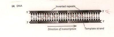 DNA with inverted repeats for Rho-independent termination