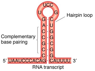 RNA hairpin loop structure in Rho-independent termination