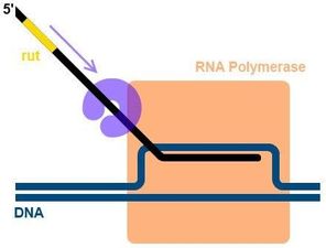 Rho-dependent termination mechanism