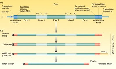 Eukaryotic mRNA processing: capping, polyadenylation, and splicing