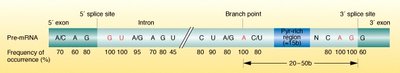 Consensus sequences for splicing in pre-mRNA