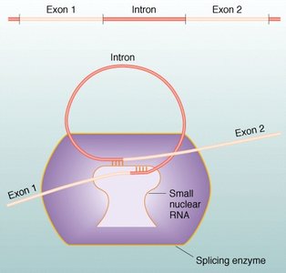 Splicing enzyme and small nuclear RNA in splicing