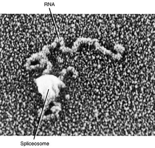 Spliceosome structure