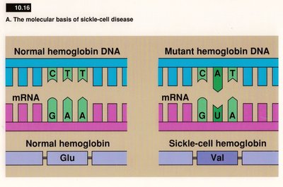 Molecular basis of sickle-cell disease: normal vs. mutant hemoglobin DNA and protein