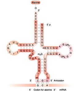 Cloverleaf structure of tRNA