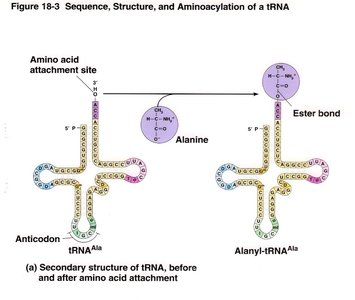 Secondary structure of tRNA before and after amino acid attachment