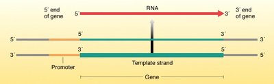 Diagram showing the direction of transcription and the template strand