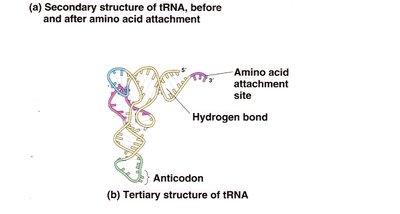 Tertiary structure of tRNA