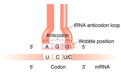 Wobble position in tRNA-mRNA pairing
