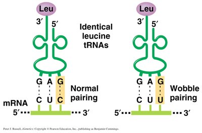 Wobble pairing in leucine tRNAs