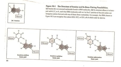Structure of inosine and its base-pairing possibilities