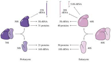 Prokaryotic and eukaryotic ribosome subunits