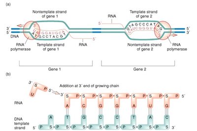 Transcription mechanism showing RNA polymerase and RNA synthesis