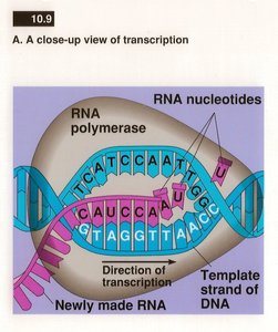 Close-up view of transcription with RNA polymerase and nucleotides