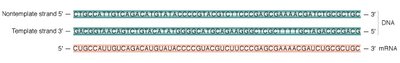 DNA template, non-template, and resulting mRNA sequence