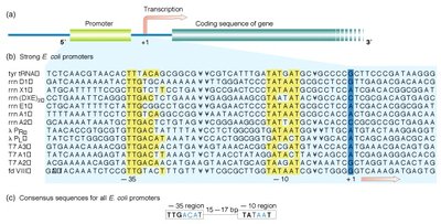 E. coli promoter regions and consensus sequences