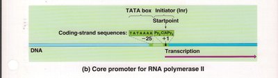 Core promoter for RNA polymerase II