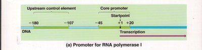 Promoter for RNA polymerase I