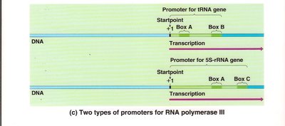 Promoters for RNA polymerase III