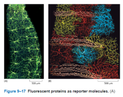 Fluorescent proteins as reporter molecules in tissues
