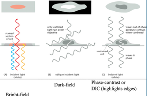 Comparison of bright-field, dark-field, and phase-contrast microscopy