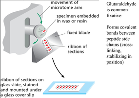 Sectioning and mounting of tissue samples for microscopy