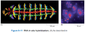 RNA in situ hybridization in tissue