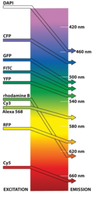 Excitation and emission spectra of common fluorophores