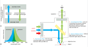 Principle and optical path of fluorescence microscopy