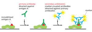 Immunolabeling with primary and secondary antibodies