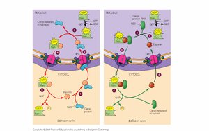 Import and export cycles through nuclear pores