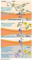 Protein import into mitochondria